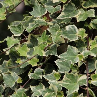 Hedera helix 'Glacier'