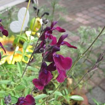 Salvia 'Nachtvlinder'