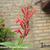 Salvia elegans 'Scarlet Pineapple'