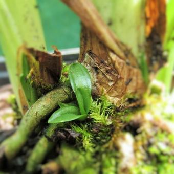 Spiranthes cernua 'Chadd's Ford'