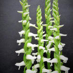 Spiranthes cernua 'Chadd's Ford' - Herfstschroeforchidee