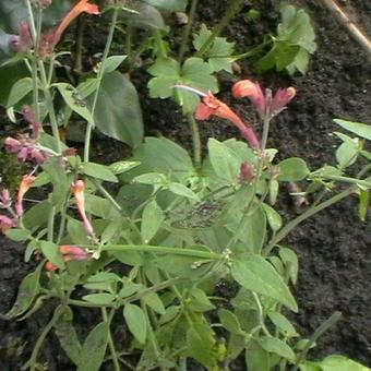 Agastache 'Firebird'