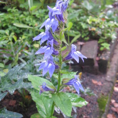 Lobelia siphilitica - Virginische Lobelia