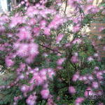 Calliandra surinamensis - Surinaamse poederkwast