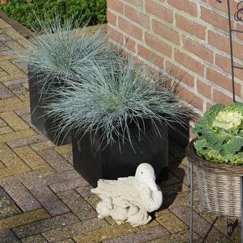 Festuca glauca 'Intense Blue'