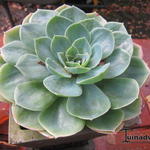 Echeveria secunda var. glauca - Echeveria