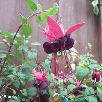 Fuchsia 'Roesse Blacky'