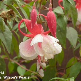 Fuchsia 'Wilson's Pearls'