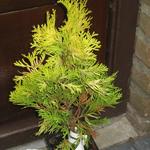 Thuja occidentalis ‘Jantar’ - Levensboom - Thuja occidentalis ‘Jantar’