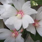 Lavatera x clementii 'Barnsley Baby' - Struikmalva