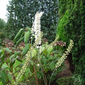 Actaea simplex 'White Pearl'