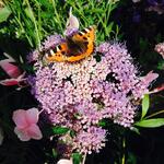 Hydrangea aspera 'Hot Chocolate' - Fluweelhortensia