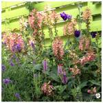 Digitalis x valinii 'ILLUMINATION Pink' - Vingerhoedskruid