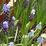 Muscari aucheri 'Mount Hood' - Druifhyacint, Blauwe druifjes