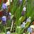 Muscari aucheri 'Mount Hood'