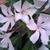 Nerium oleander