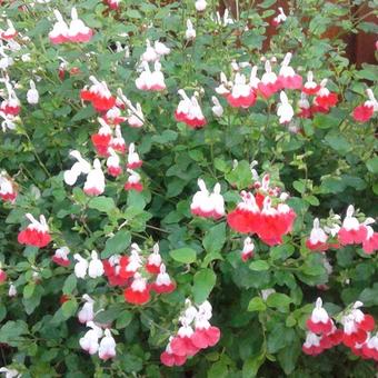 Salvia x jamensis 'Hot Lips'