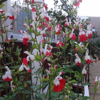 Salvia x jamensis 'Hot Lips'