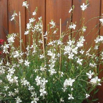 Gaura lindheimeri 'Whirling Butterflies'