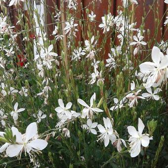 Gaura lindheimeri 'Whirling Butterflies'