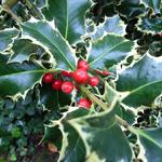 Ilex aquifolium 'Madame Briot' - Hulst