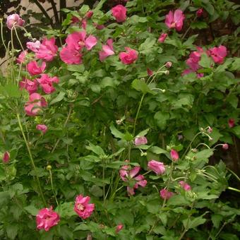 Hibiscus syriacus