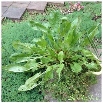 Rumex acetosa