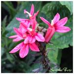 Lobelia x speciosa 'FAN Salmon' - Lobelia