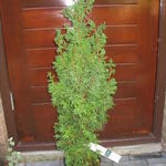 Chamaecyparis thyoides 'Andelyensis' - Witte ceder,Atlantische witte ceder