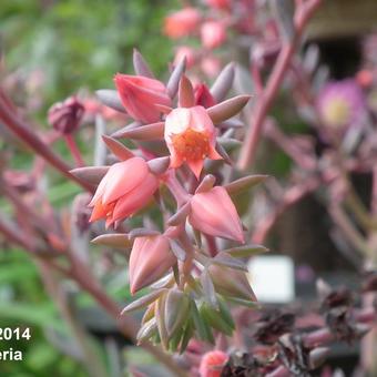 Echeveria