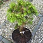 Larix gmelinii 'Dortmund' - Siberische lork