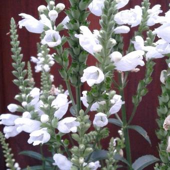 Physostegia virginiana 'Summer Snow'