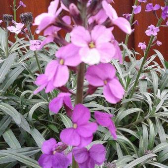 Erysimum 'Bowles Mauve'