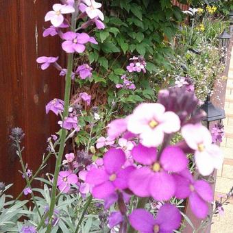 Erysimum 'Bowles Mauve'