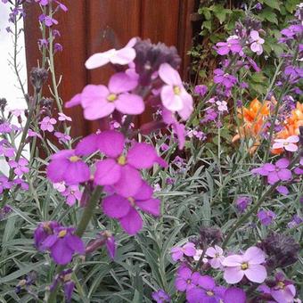 Erysimum 'Bowles Mauve'