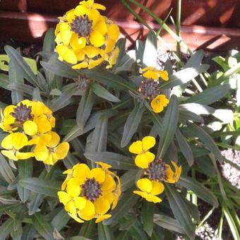 Erysimum hybride