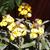 Erysimum hybride