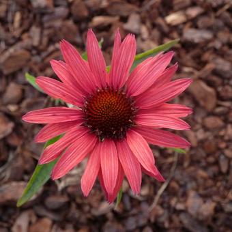 Echinacea purpurea 'Hot Summer'