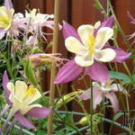 Aquilegia caerulea SPRING MAGIC-serie - Akelei