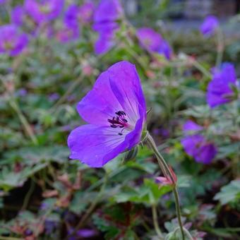 Geranium 'Rozanne'