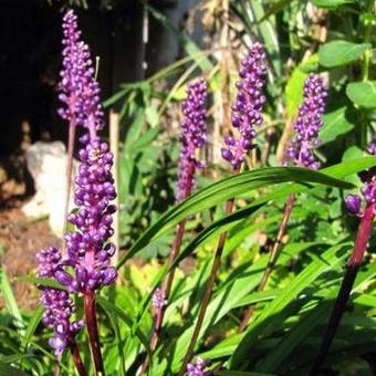 Liriope muscari 'Royal Purple'