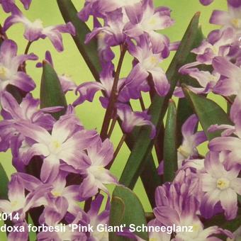 Chionodoxa forbesii 'Pink Giant'