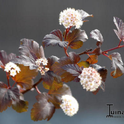 Physocarpus opulifolius 'Diabolo' - Blaasspirea