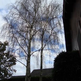 Betula pendula 'Laciniata'