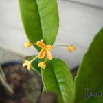 Osmanthus fragrans 'Yue yue hong' - Zoete osmanthus, Schijnhulst