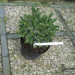 Picea omorika 'Pimoko' - Servische spar