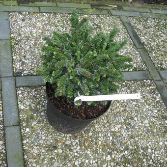 Picea omorika 'Pimoko'