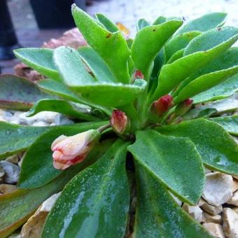 Lewisia tweedyi