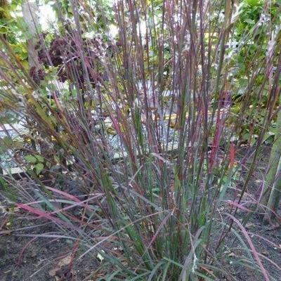 Klein prairiegras - Schizachyrium scoparium 'Blue Heaven'