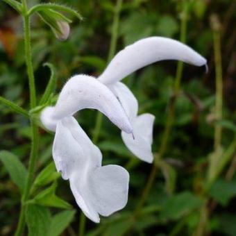 Salvia patens 'White Trophy'